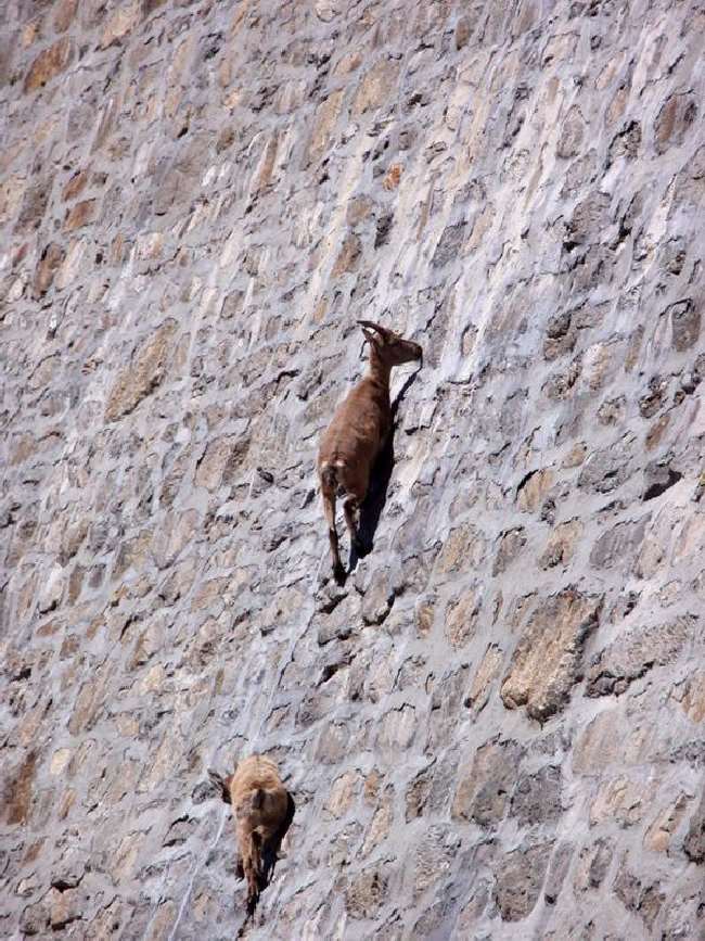 Shangrala's Mountain Goats