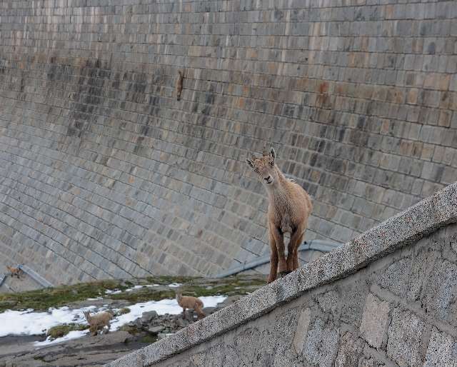 Shangrala's Mountain Goats