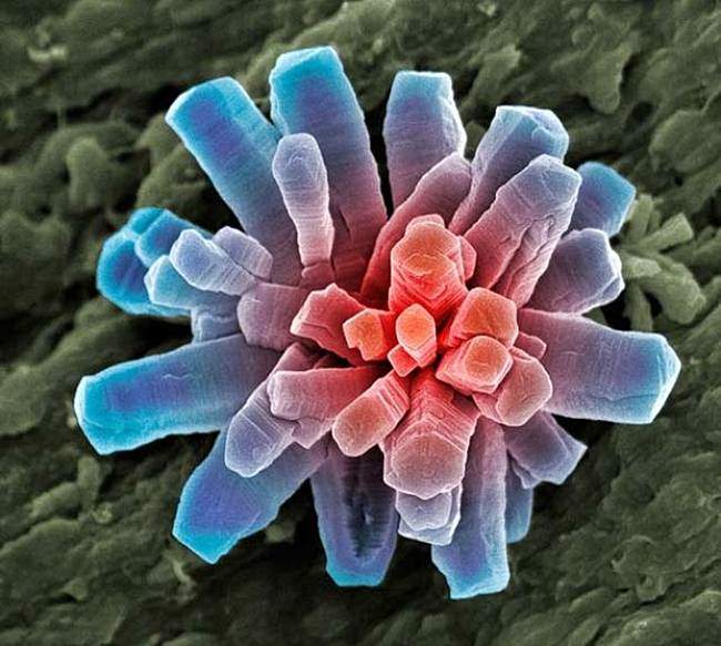 Microscopic