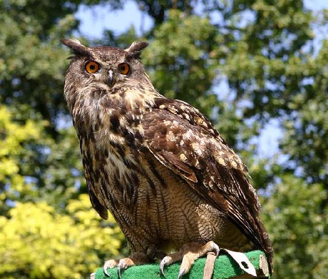 Shangrala's Great Horned Owls