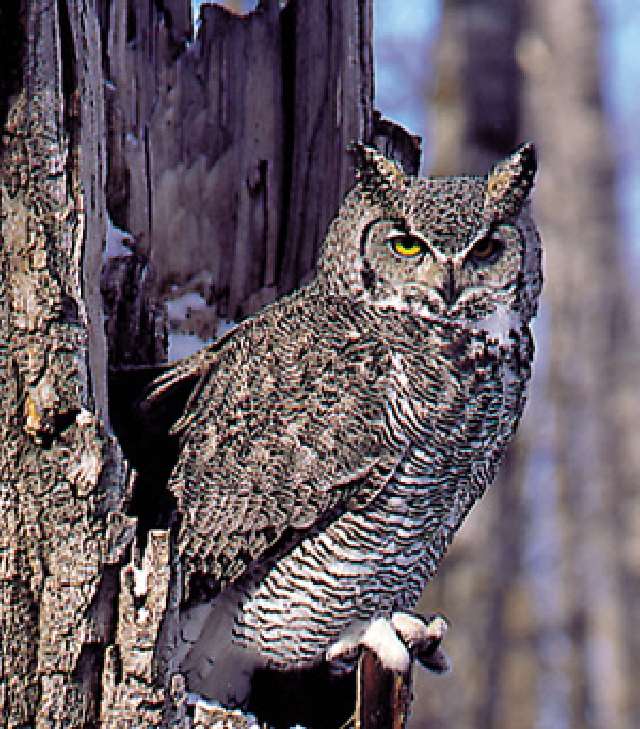 Shangrala's Great Horned Owls