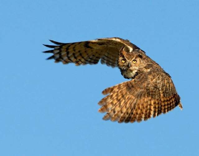 Shangrala's Great Horned Owls