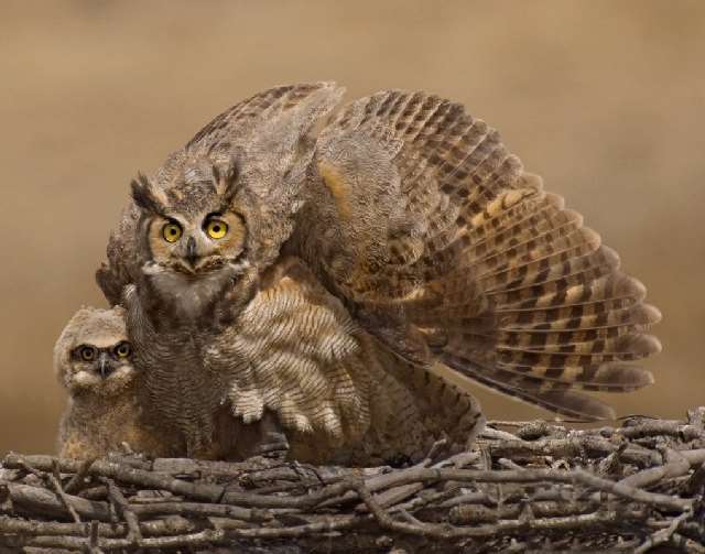 Shangrala's Great Horned Owls