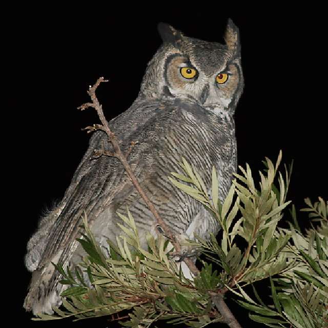 Shangrala's Great Horned Owls