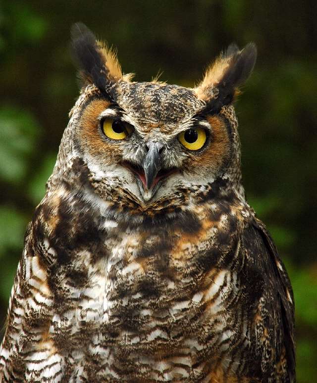 Shangrala's Great Horned Owls