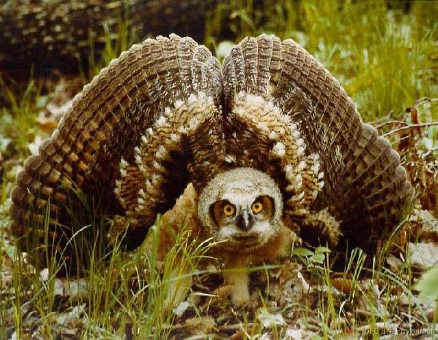 Shangrala's Great Horned Owls