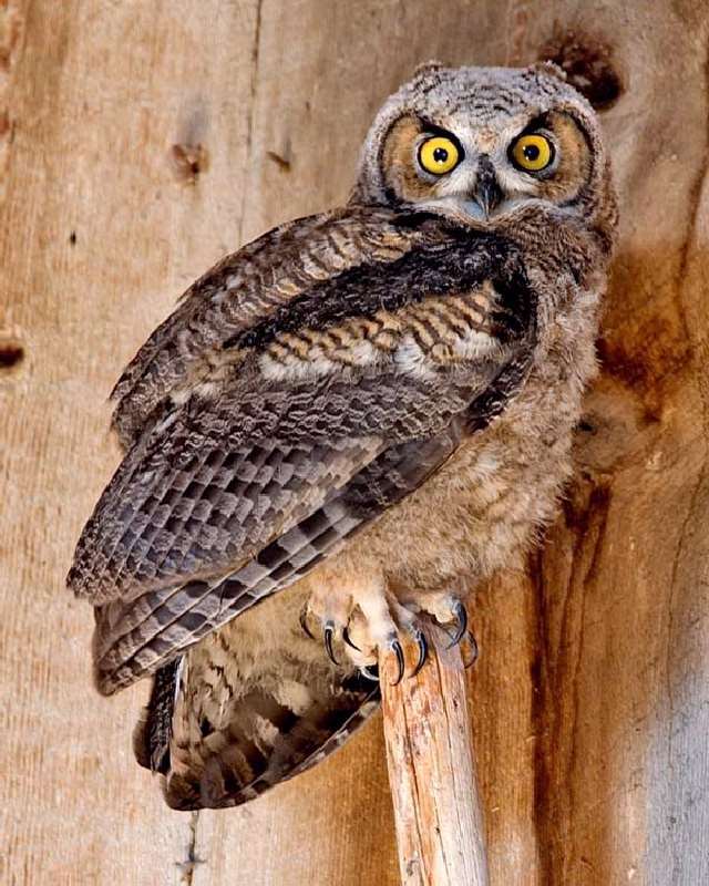 Shangrala's Great Horned Owls