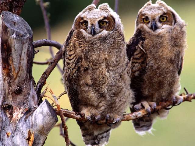 Shangrala's Great Horned Owls