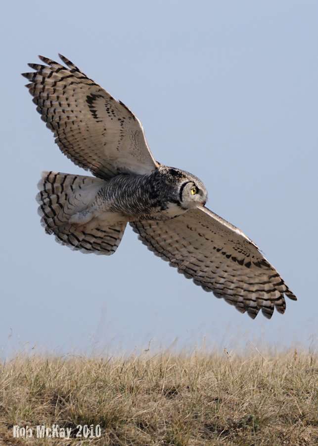 Shangrala's Great Horned Owls