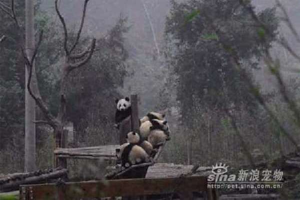 Shangrala's Pandas After The Earthquake