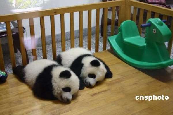 Shangrala's Pandas After The Earthquake