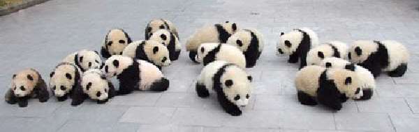 Shangrala's Pandas After The Earthquake