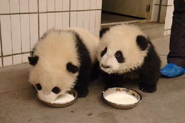 Shangrala's Pandas After The Earthquake