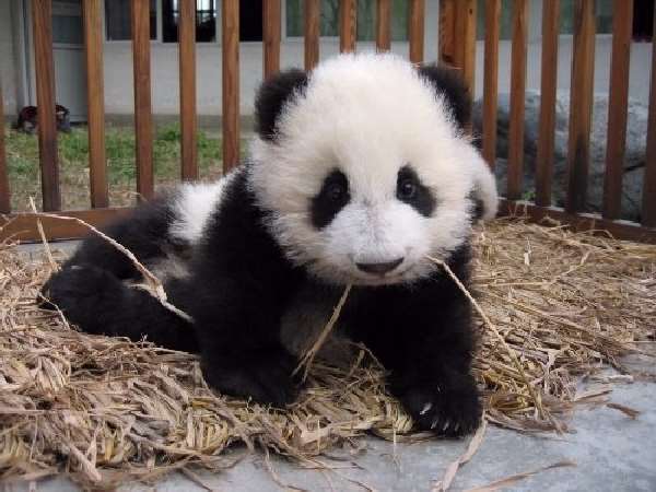 Shangrala's Pandas After The Earthquake