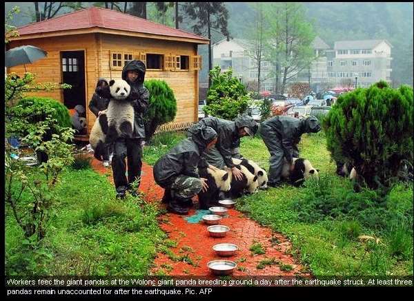 Shangrala's Pandas After The Earthquake