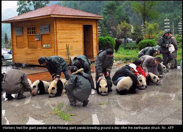 Shangrala's Pandas After The Earthquake