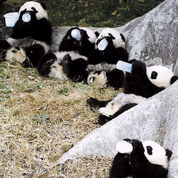 Shangrala's Pandas After The Earthquake