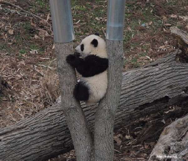 Shangrala's Pandas After The Earthquake