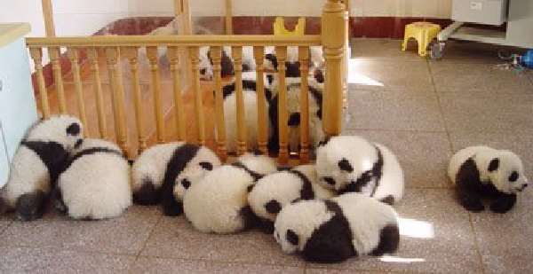 Shangrala's Pandas After The Earthquake