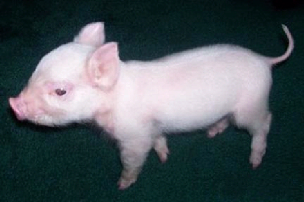 Shangrala's Pink The Pig-Puppy