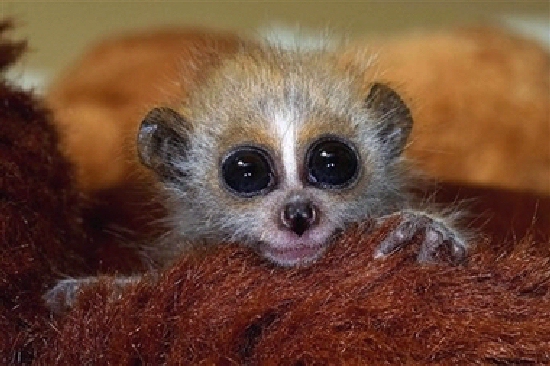 Shangrala's Slow Loris