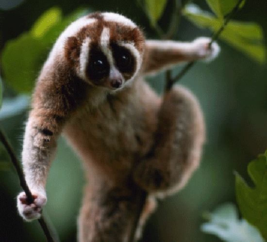 Shangrala's Slow Loris