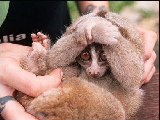 Shangrala's Slow Loris