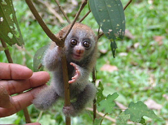 Shangrala's Slow Loris