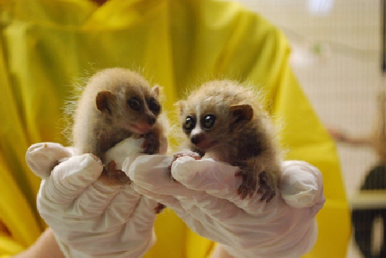 Shangrala's Slow Loris