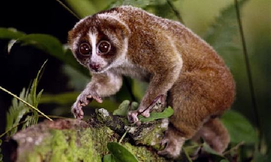 Shangrala's Slow Loris