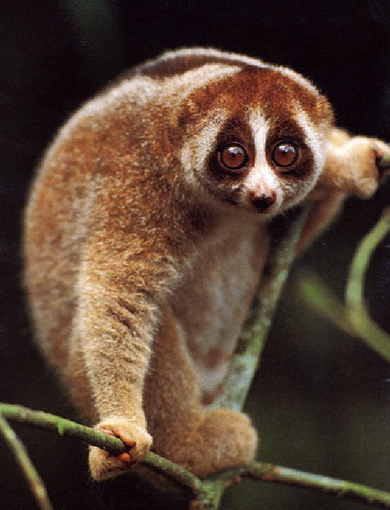 Shangrala's Slow Loris