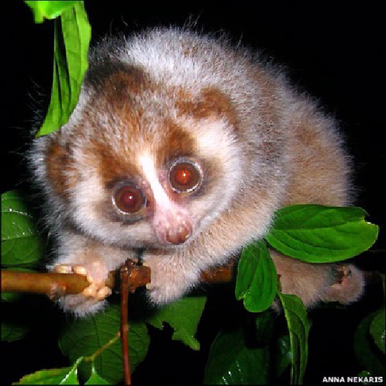 Shangrala's Slow Loris