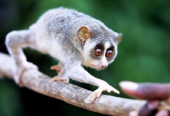 Shangrala's Slow Loris