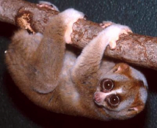 Shangrala's Slow Loris