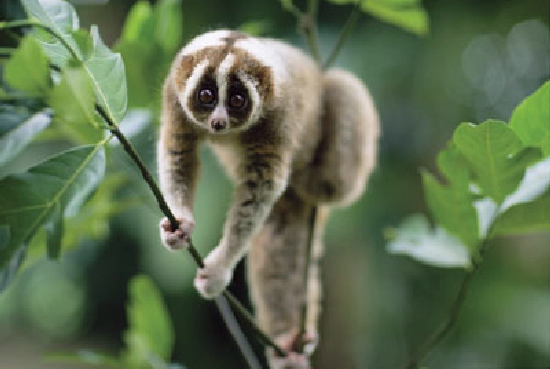 Shangrala's Slow Loris