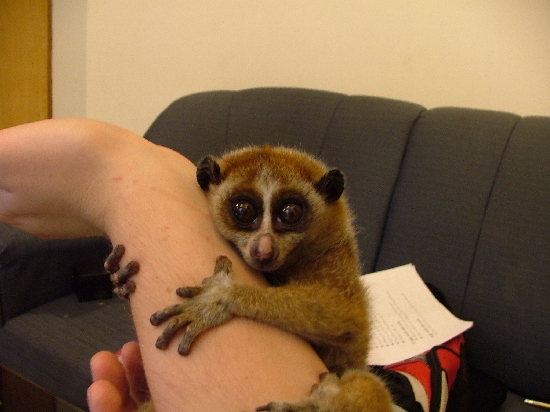 Shangrala's Slow Loris