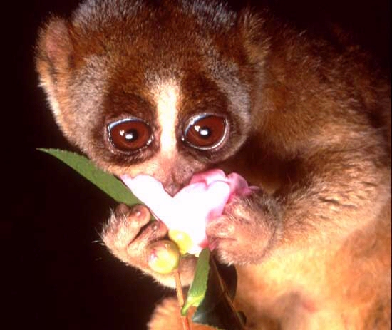 Shangrala's Slow Loris