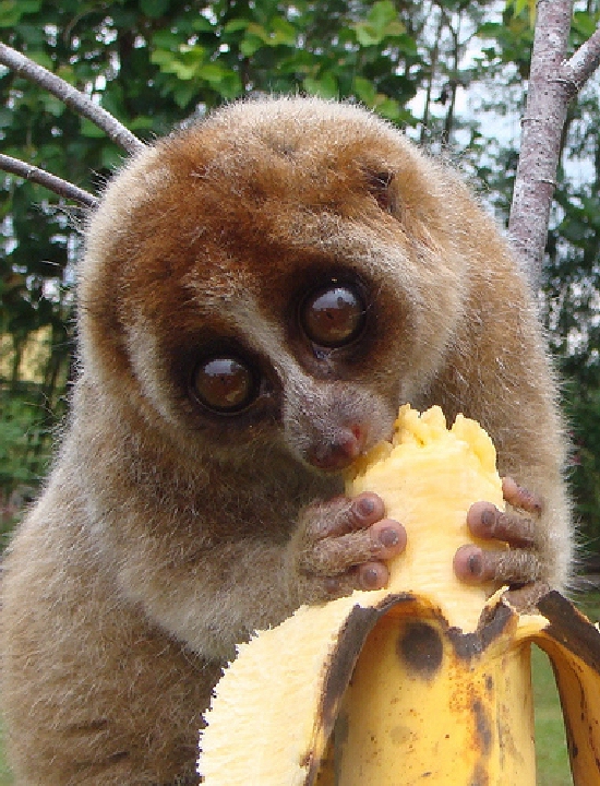 Shangrala's Slow Loris