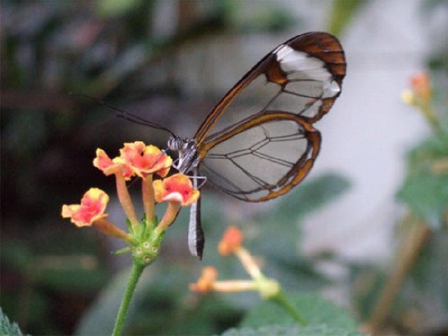 Shangrala's Transparent Butterfly