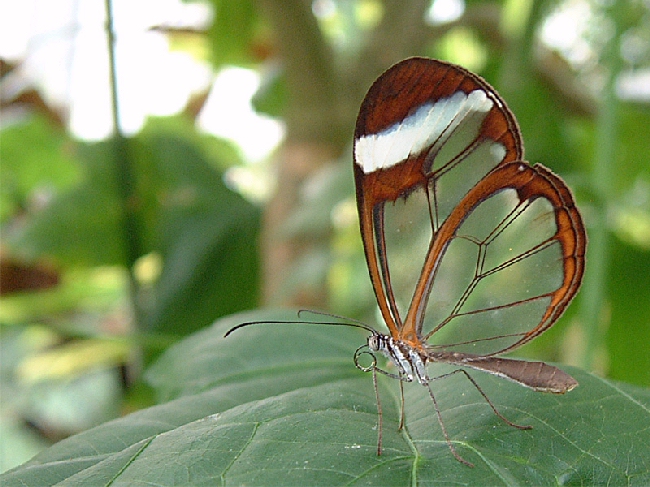 Shangrala's Transparent Butterfly