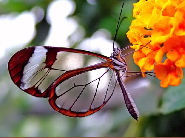 Shangrala's Transparent Butterfly