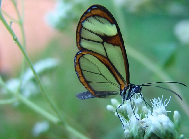 Shangrala's Transparent Butterfly