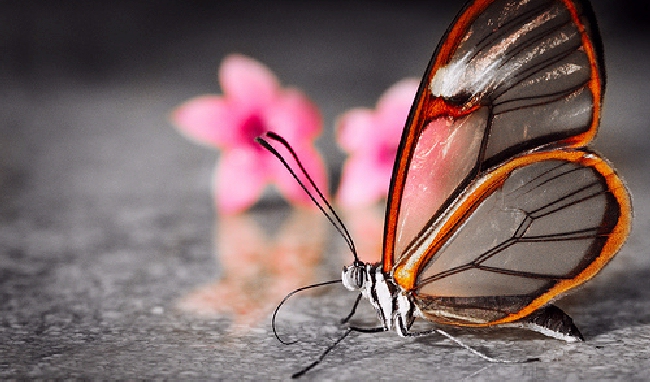 Shangrala's Transparent Butterfly