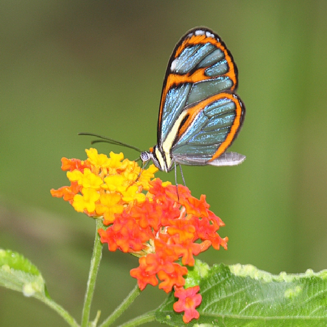 Shangrala's Transparent Butterfly