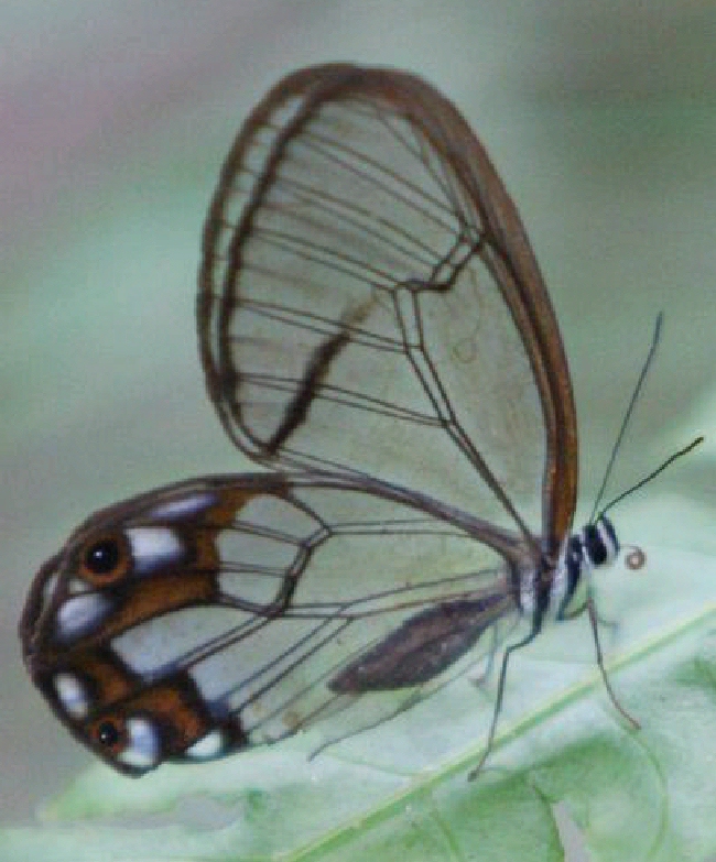 Shangrala's Transparent Butterfly