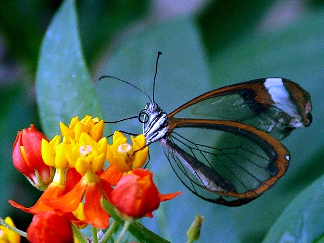 Shangrala's Transparent Butterfly