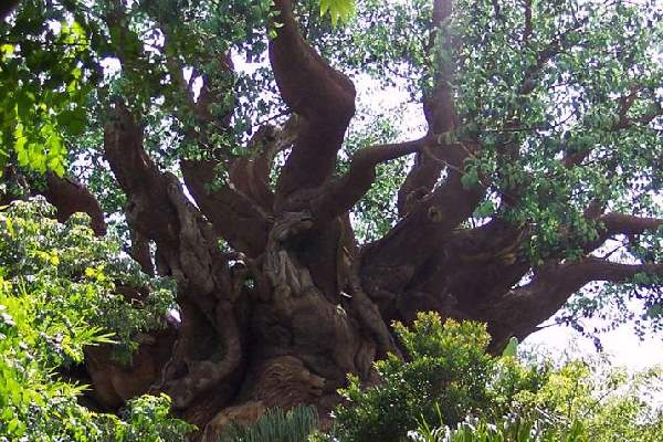 Shangrala's Disney Tree Of Life