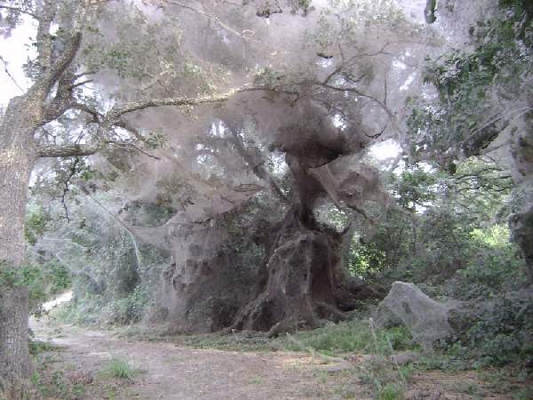 Shangrala's World's Largest Web