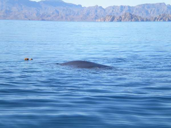 Shangrala's Whale Rescue 2