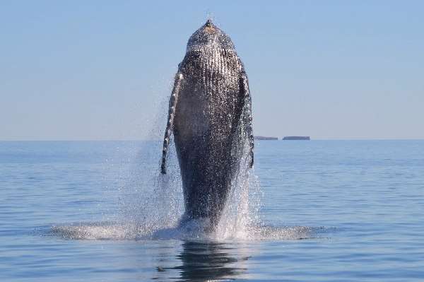 Shangrala's Whale Rescue 2